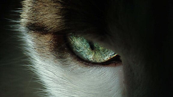Close up einer Katze