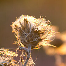 Bild 1 Thumbnail: Scharfes Bild von einer Blume.